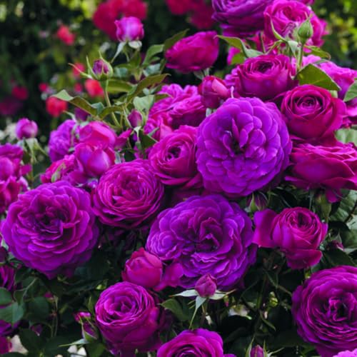 Purple Climbing Rose Live Plant W586