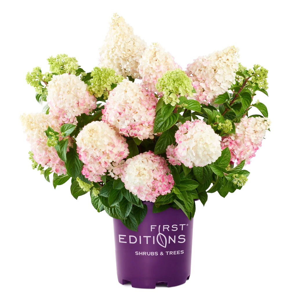 Hydrangea Live Shrubs 3 Gallon L8877
