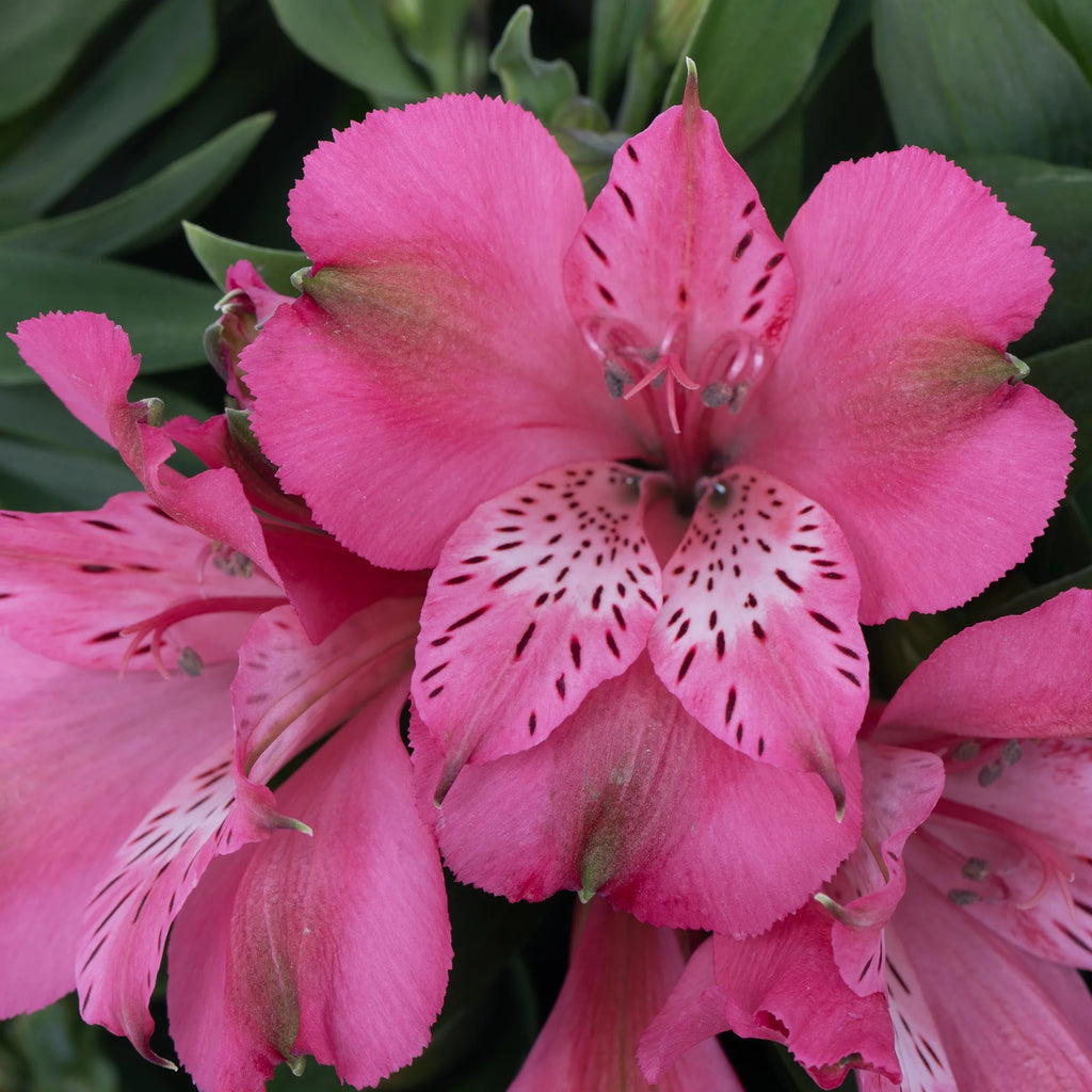 Pink Alstroemeria Live Plant with Grower Pot H523781