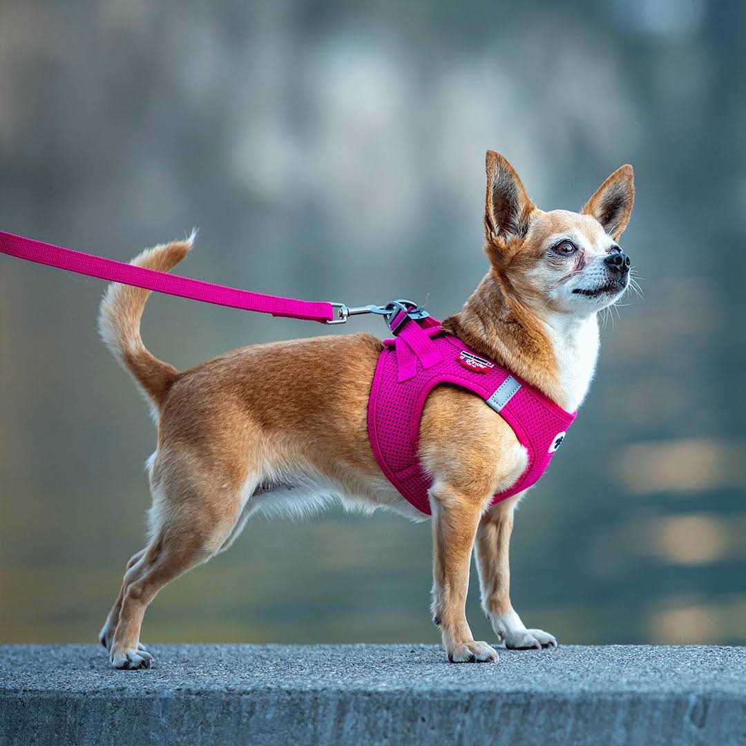 Air-Mesh Dog Harness Q51841
