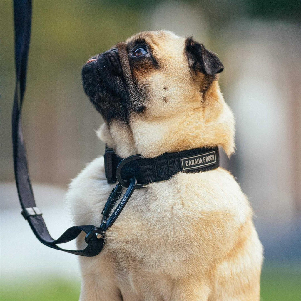 Utility Dog Collar M2259