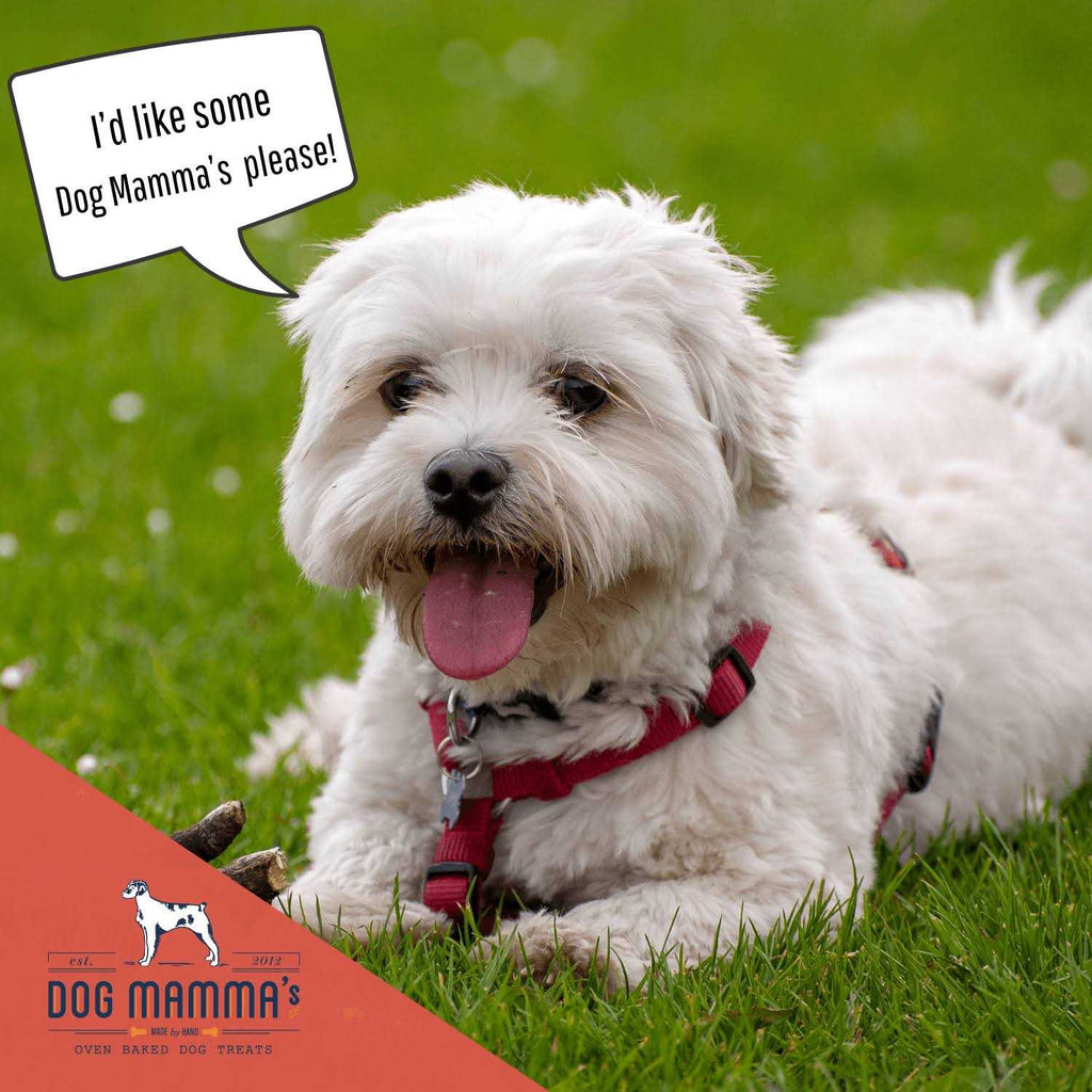 Organic Dog Treats Z6594