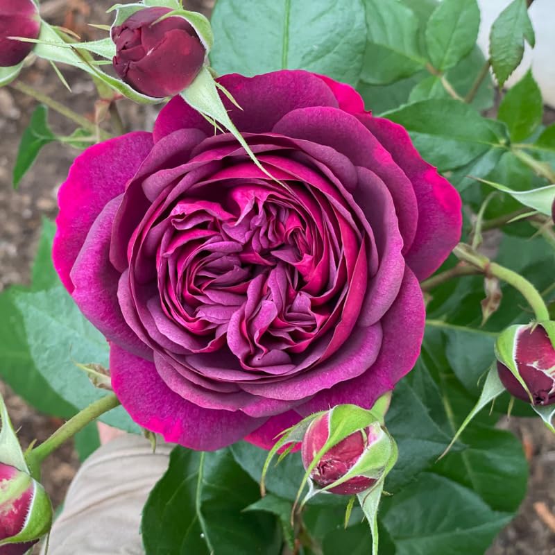 Purple Climbing Rose Live Plant W586