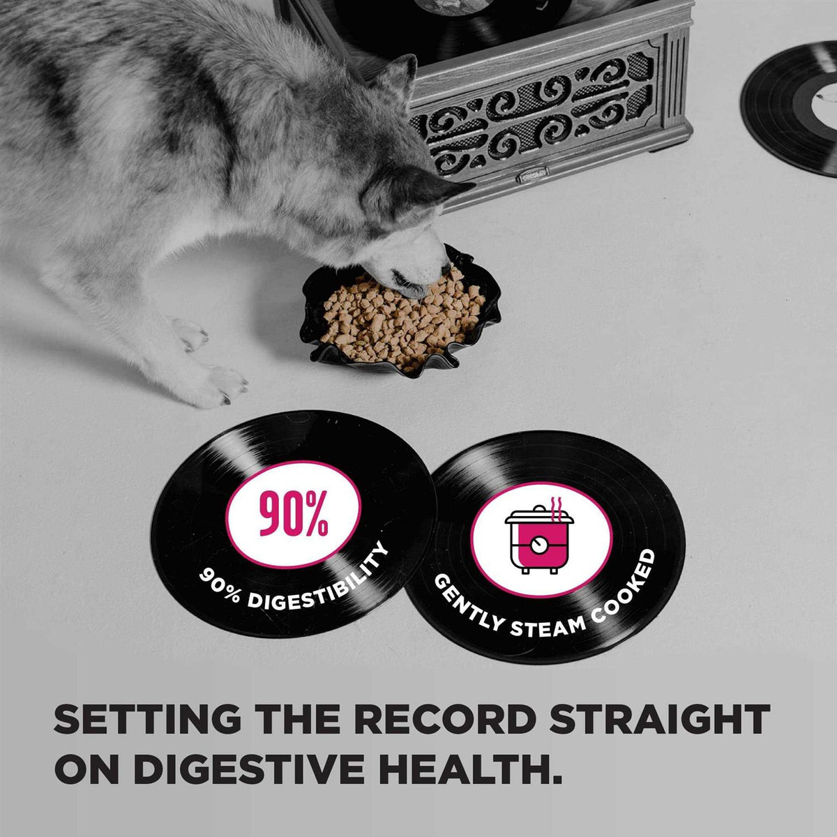 Dog Food D3373