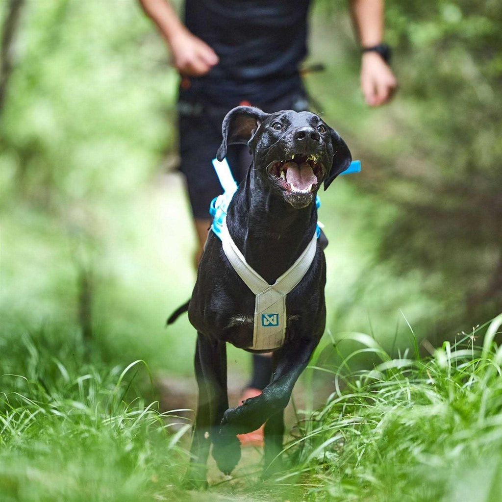 Dog Harness R2954