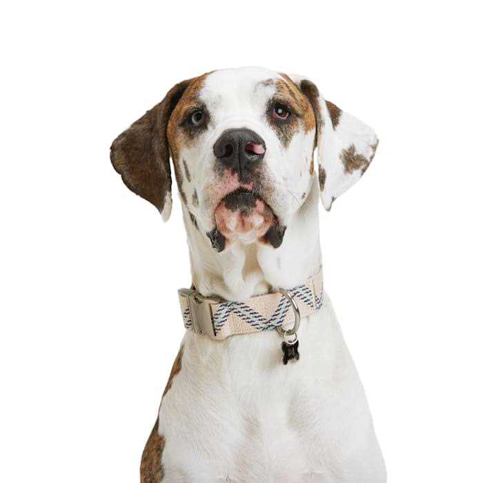 Zig Zag Dog Collar J57034