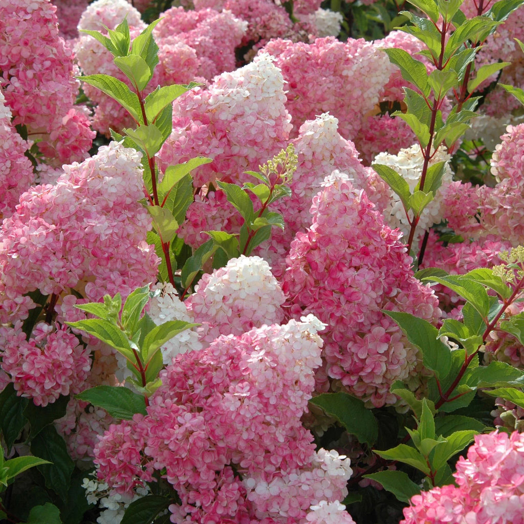 Hydrangea Live Shrubs 3 Gallon L8877