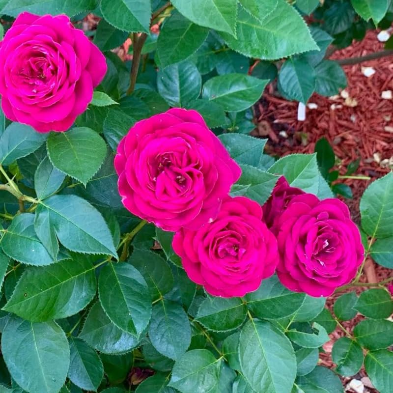 Purple Climbing Rose Live Plant W586