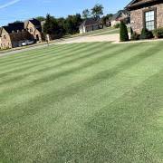 Bermuda Grass Seed 10 lbs M187