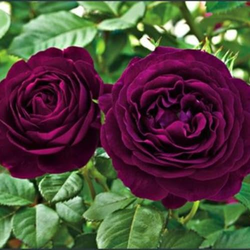 Purple Climbing Rose Live Plant W586