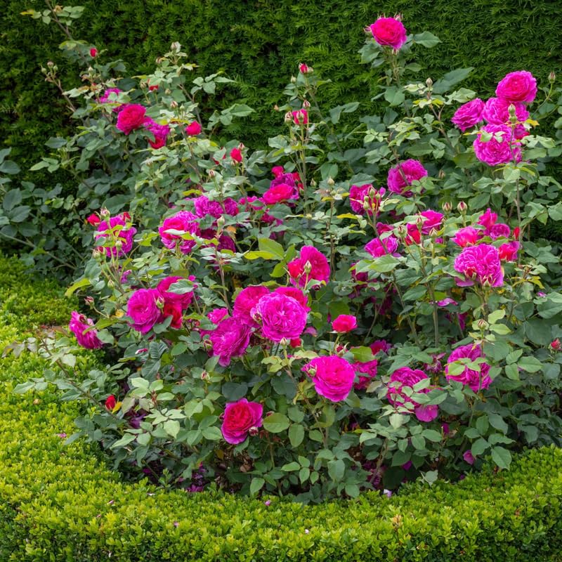 Purple Climbing Rose Live Plant W586