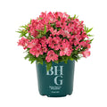 Pink Alstroemeria Live Plant with Grower Pot H523781