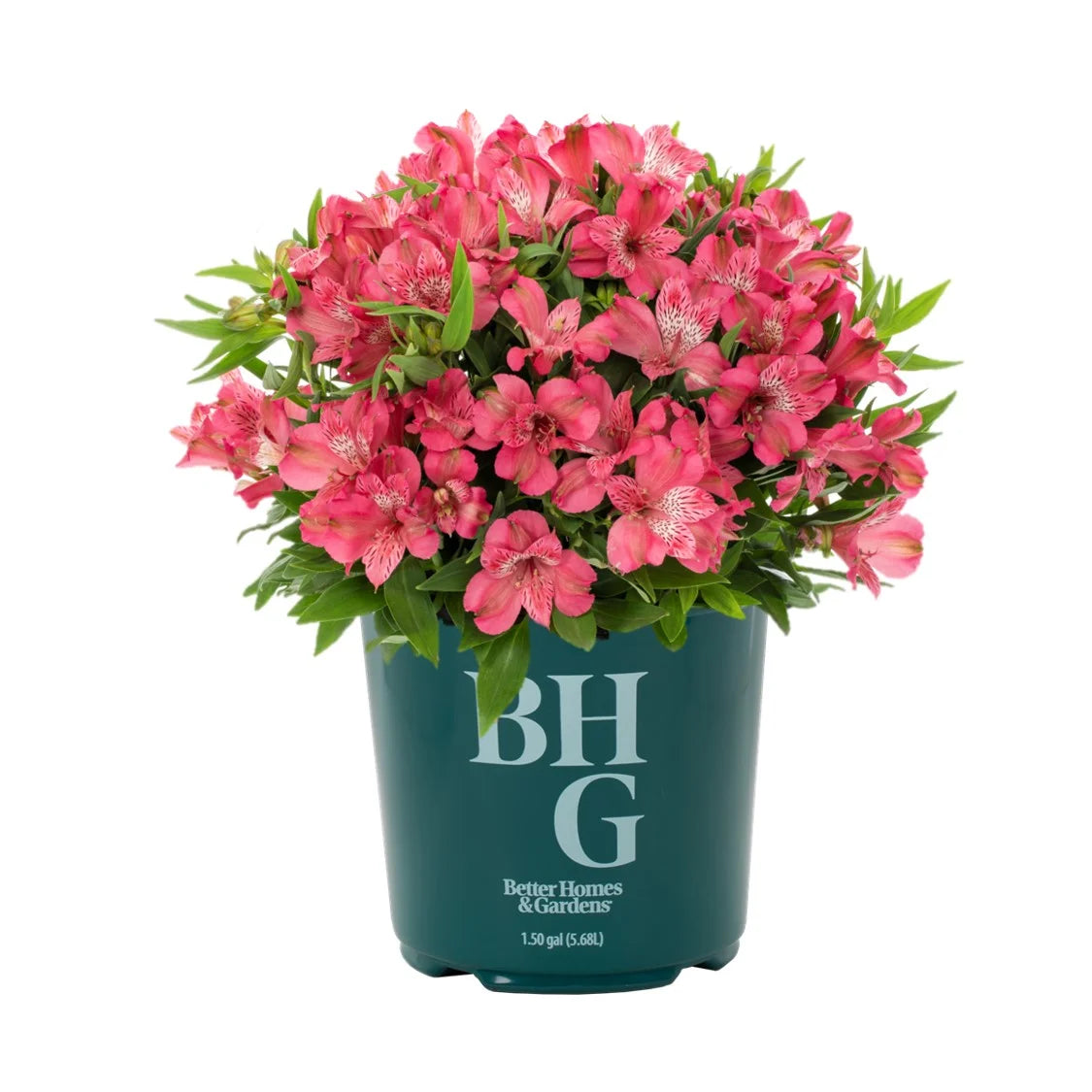 Pink Alstroemeria Live Plant with Grower Pot H523781