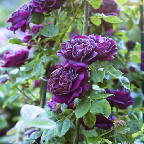 Purple Climbing Rose Live Plant W586