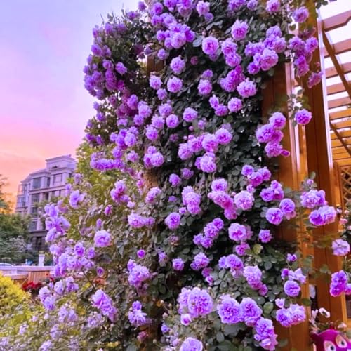 Purple Climbing Rose Live Plant W586