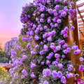 Purple Climbing Rose Live Plant W586