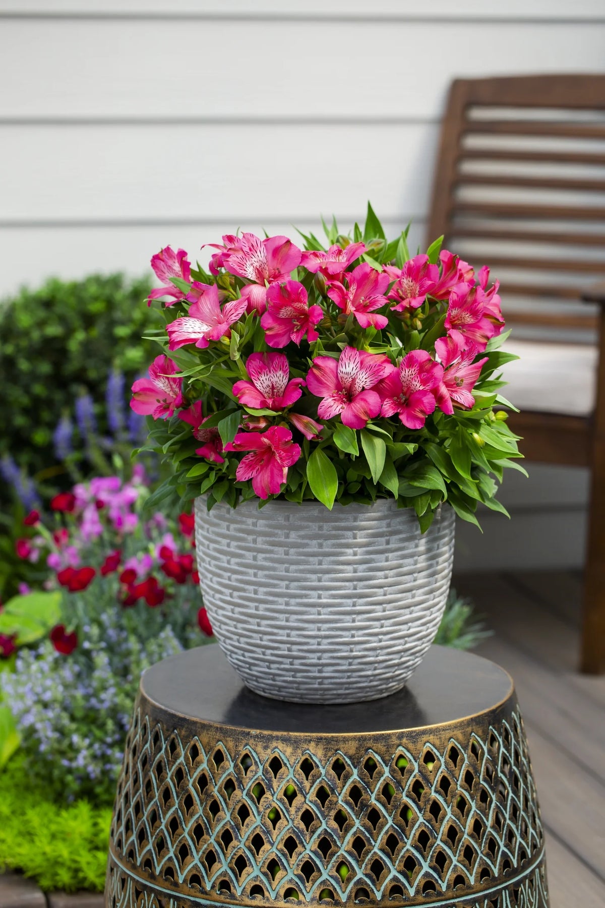 Pink Alstroemeria Live Plant with Grower Pot H523781
