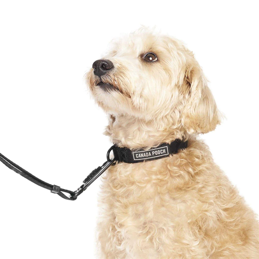 Utility Dog Collar M2259