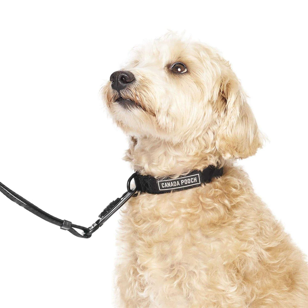 Utility Dog Collar M2259