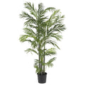 5& Areca Silk Palm Tree Q559993