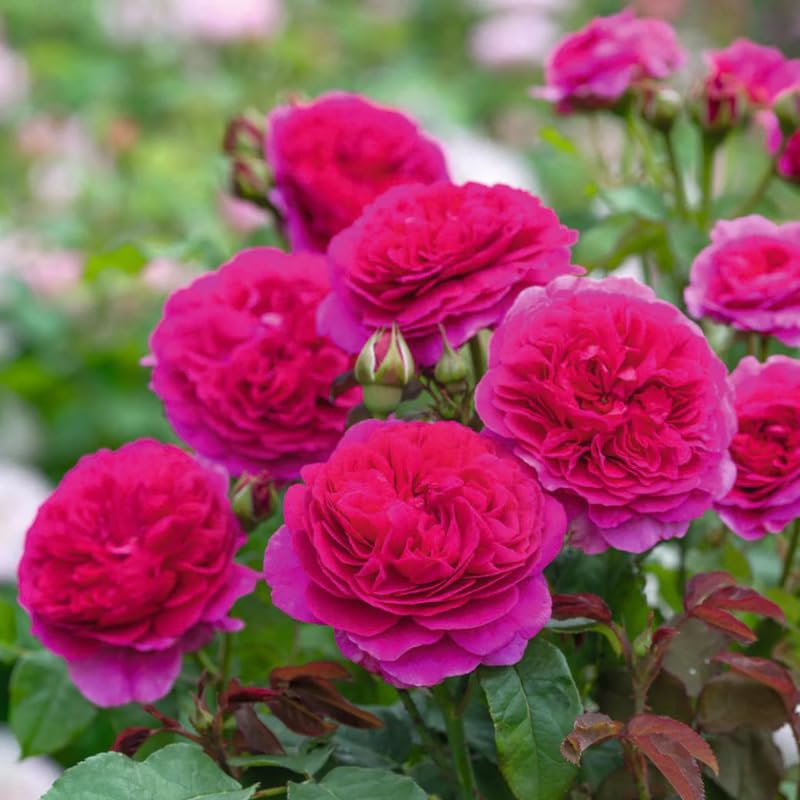 Purple Climbing Rose Live Plant W586