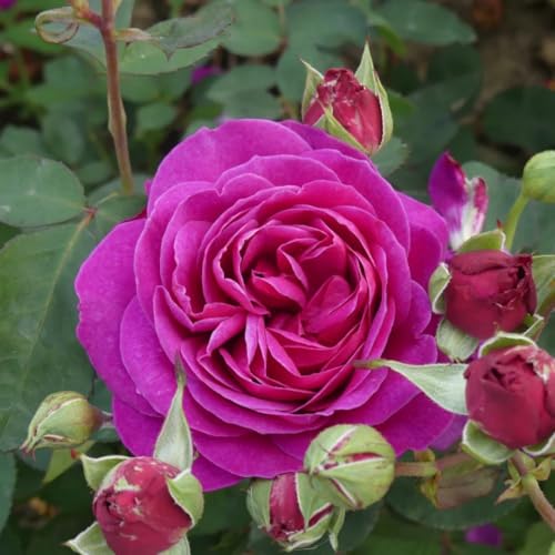 Purple Climbing Rose Live Plant W586