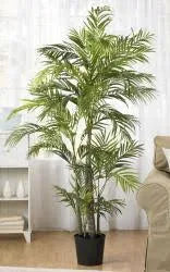 5& Areca Silk Palm Tree Q559993