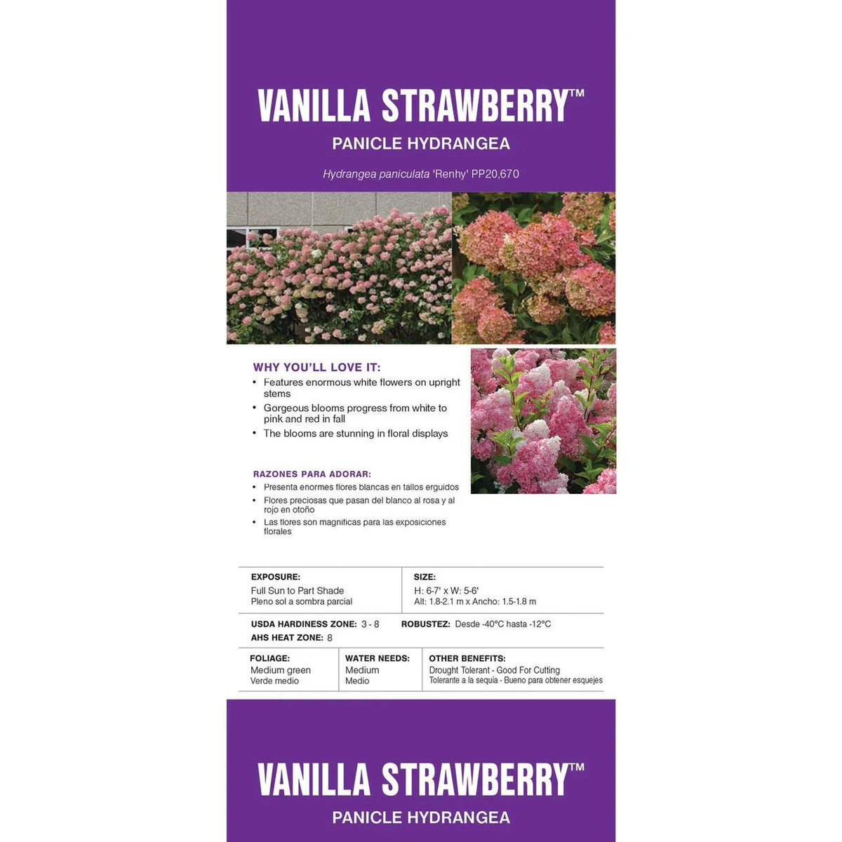 Hydrangea Live Shrubs 3 Gallon L8877