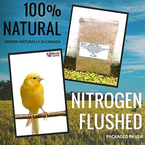 Canary Seed for Canaries and Finch Birds R470852