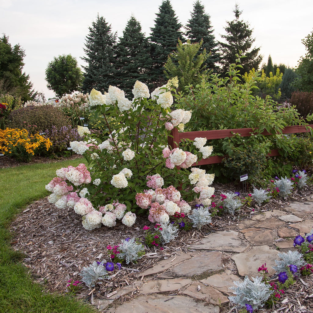 Hydrangea Live Shrubs 3 Gallon L8877