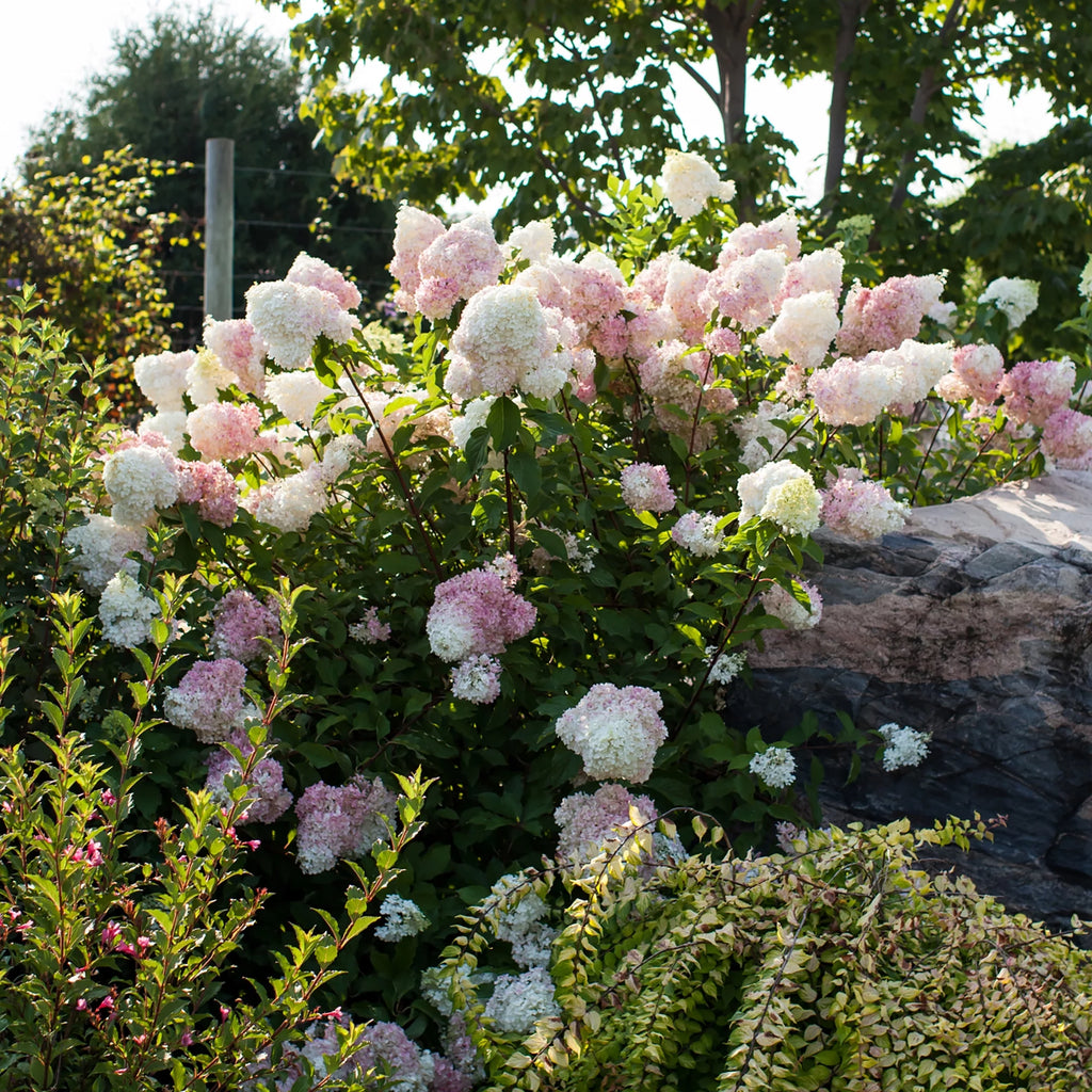 Hydrangea Live Shrubs 3 Gallon L8877